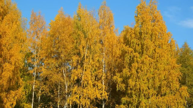 Beautiful huge tree in park. Golden, yellow and orange leaves on branches of birches on blue sky background in autumn season. Amazing trees on fall season.