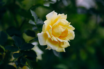 Open beautiful yellow rose in the garden. Dark key