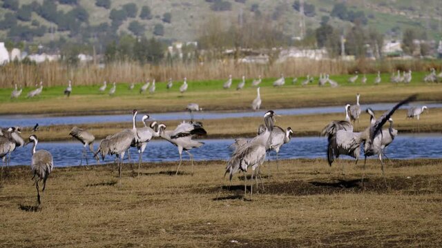 Cranes dances in courtship