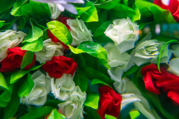 Fototapeta na wymiar Rose background, red rose and white rose