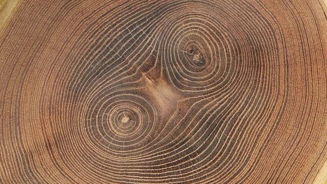 Rings texture of old tree. Move or cause to move in a circle around an axis or center