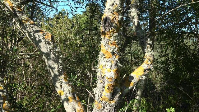 Detail of fungus on the bark of a bush. The bark of trees and bush are often used for placement of plant parasites, including mosses, fungi and lichens.