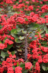 Christusdorn (Euphorbia milii) Euphorbia bojeri, Wolfsmilchgewächs mit roten Blüten