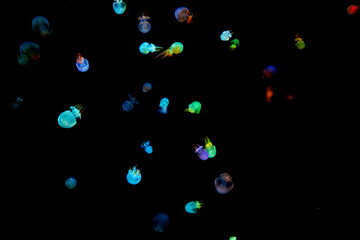 Energetic jellyfish are floating in the ocean