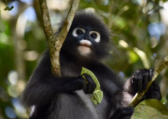Cute langur monkey holding a leaf in a tree in the jungle