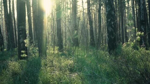 Bare blueberry bushes among the bare birches in the forest in the middle of snowless winter. Low winter sunlight. The warmest abnormal winter for 130 years in Russia. Jan 2020, St. Petersburg