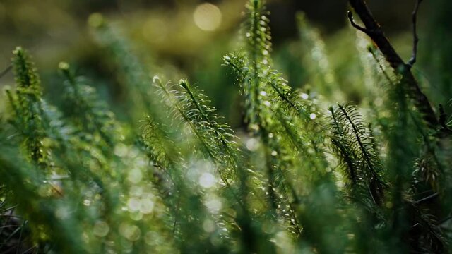 Interrupted clubmoss in the forest in the middle of snowless winter. Low winter sunlight. Close-up trucking shot. The warmest abnormal winter for 130 years in Russia. January 2020, St. Petersburg
