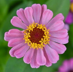 Close up of a pretty pink and yellow flower in bloom