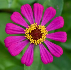 Obraz premium Close up of a pretty colourful flower in full bloom