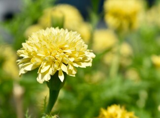 Pretty yellow flower growing in a garden