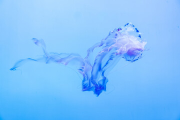 Energetic jellyfish are floating in the ocean