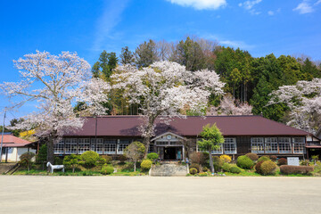 大子町　旧上岡小学校の桜