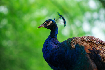 Close up view of The African peacock, a large and brightly bird.