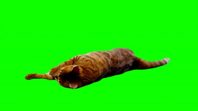 Bengal cat on green screen isolated with chroma key, real shot