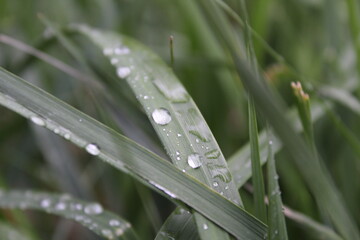 dew or raindrops on the green grass close up the summer spring