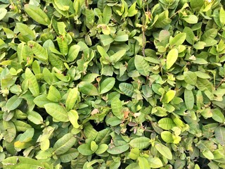 green leaves background