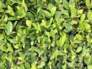 green leaves background