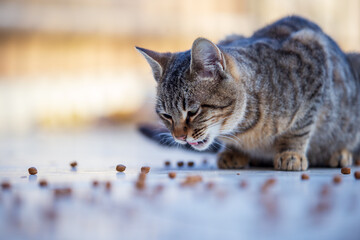 cute tabby cat eating cat food and looking at camera 