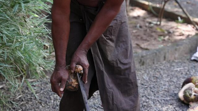 Farmer peeling opening coconut, heap of many organic whole coconuts with husk 4K slow motion video footage , harvest coconut farm plantation. lot of fresh coco Kerala India dried in sun oil from copra