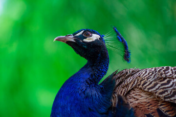Obraz premium Close up view of The African peacock, a large and brightly bird.