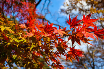 秋  赤い もみじ 鮮やか グラデーション