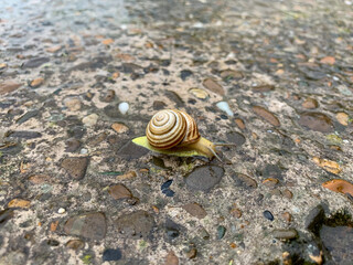 snail on the road