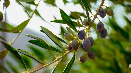 Olives at a tree