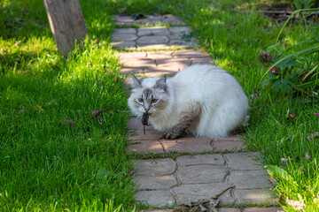 Fototapeta premium neva masquerade cat with a mouse in its mouth