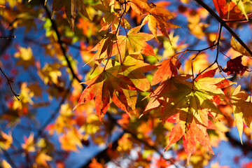 秋 オレンジ もみじ 紅葉 黄色 美しい