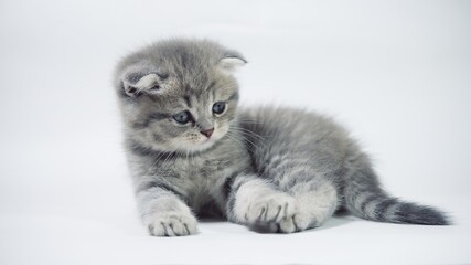 Funny little gray fold scottish kitten kitty playing on a white background.