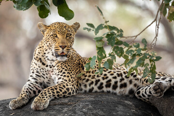 Portrait of an adult male leopard lying on a large rock in Kruger National Park in South Africa