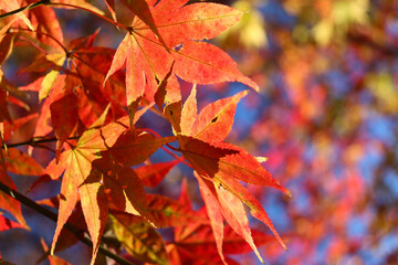 赤い もみじ 紅葉 秋 美しい きれい