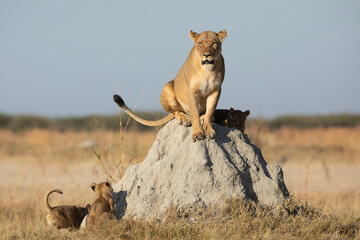 Female lion and her cute cubs sitting on a termite mound in Savuti Reserve in Botswana © stuporter