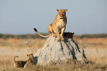 Fototapete Löwe Female lion and her cute cubs sitting on a termite mound in Savuti Reserve in Botswana  © stuporter