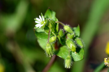 Haarige Knospen eines Kleinblütigen Knopfkrauts