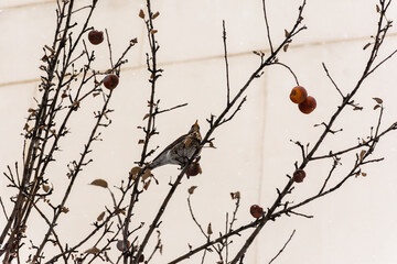 Thrush the Fieldfare or lat.Turdus pilaris eats frozen apples in winter. Bottom view of a tree with shriveled apples. A cloudy winter day, it's snowing. Songbird she's eating fruit in the winter