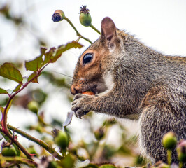 Grey Squirrel eating a Rose Hip