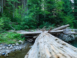 nature forest mountains travel river rocks stones road path