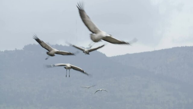 Cranes are wintering in Israel