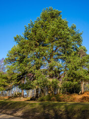 Obraz premium Lone Pine