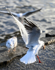 Black-headed gull in winter plumage in Kelsey Park, Beckenham, Greater London. Gull in flight with...