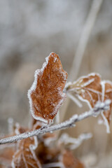 Fototapeta macro rośliny zimowe obraz