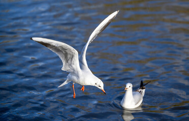 Black-headed gull in winter plumage in Kelsey Park, Beckenham, Greater London. Gull in flight over the lake with one other bird behind. Black-headed gulls (Chroicocephalus ridibundus), UK.