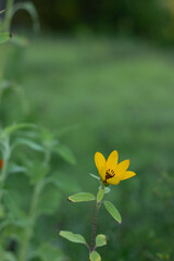 butterfly on yellow flower