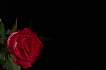The red rose is placed on a black background with a place to enter text.