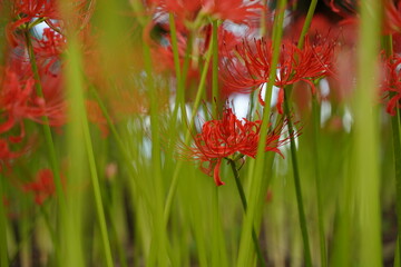 Cluster amaryllis, Red Spider lily, Cluster belladonna, Red flower Called "Manju Shage" in Japanese. In October at Saitama, Japan.