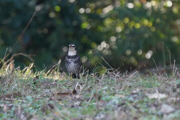 dusky thrush in the forest