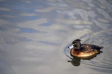 Tufted duck in Kelsey Park, Beckenham, Greater London. The tufted duck swims on the lake in Kelsey...