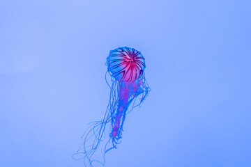 Energetic jellyfish are floating in the ocean © onlyyouqj