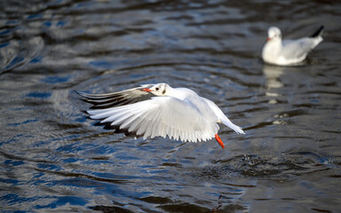Black-headed gull in winter plumage in Kelsey Park, Beckenham, Greater London. Gull in flight over the lake with one other bird behind. Black-headed gulls (Chroicocephalus ridibundus), UK.